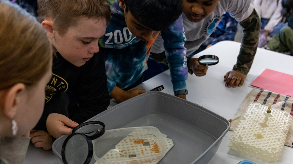 Atlantic Salmon classroom hatchery students