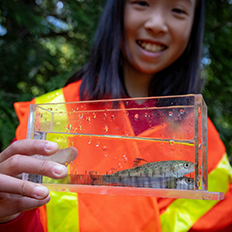 Volunteer with Atlantic salmon for release into creek