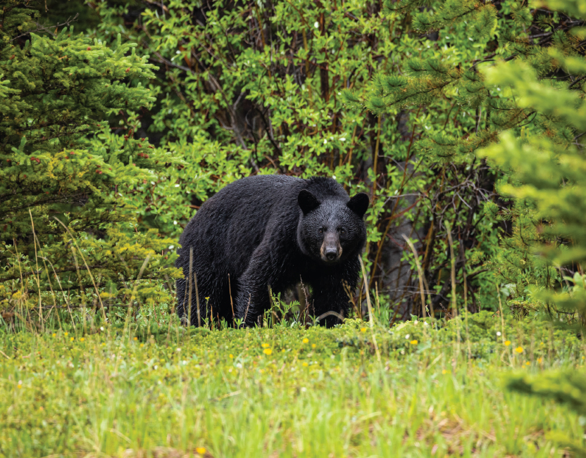 Black bear in the woods
