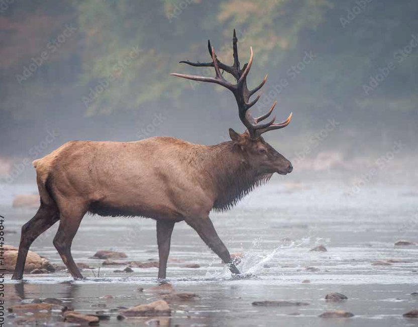 Elk in a river