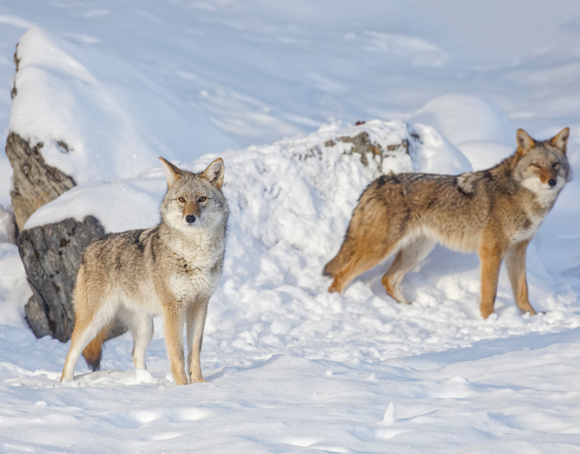 Wildlife in the snow