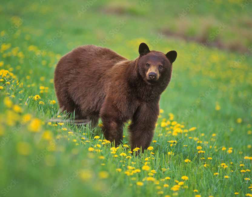 Bear in a field