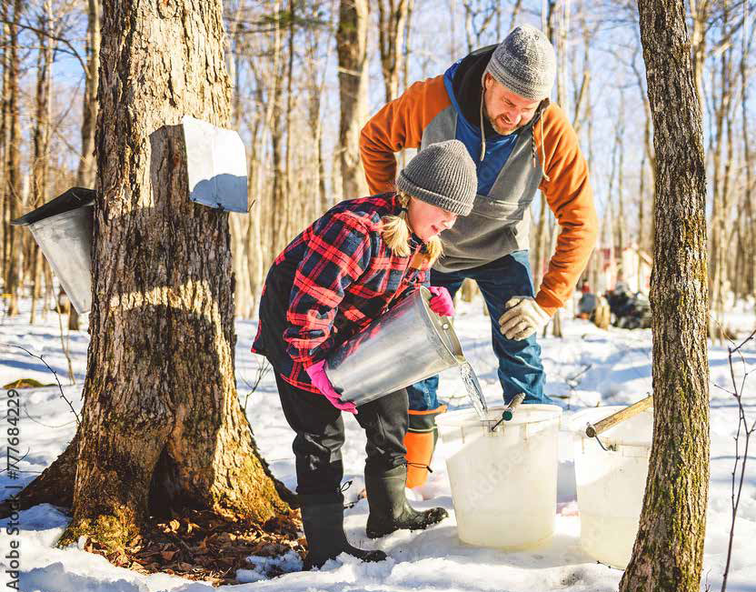 Harvesting maple syrup