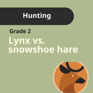 Grade 2 | Hunting - Lynx vs. Snowshoe Hare