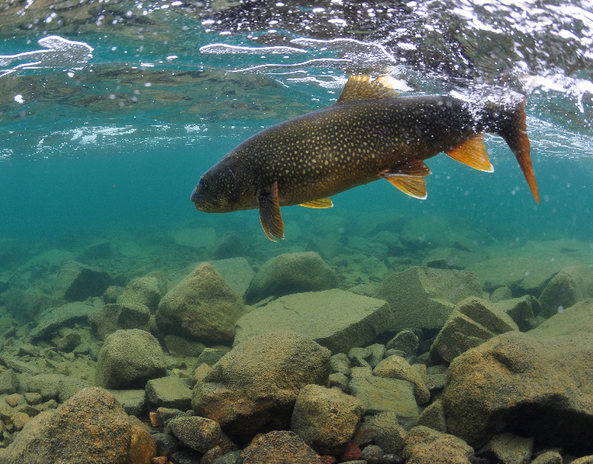 Fish under water