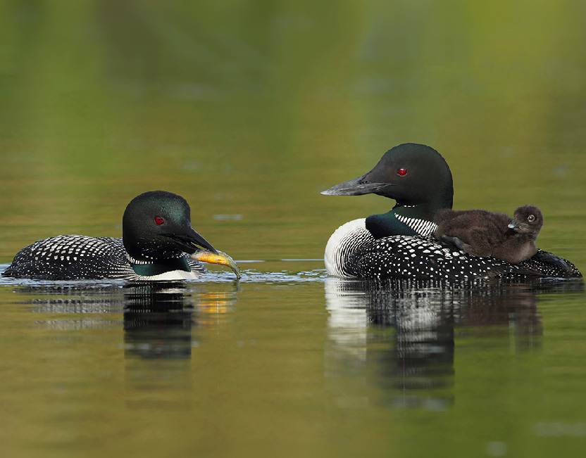 Loon family with fish for baby loon
