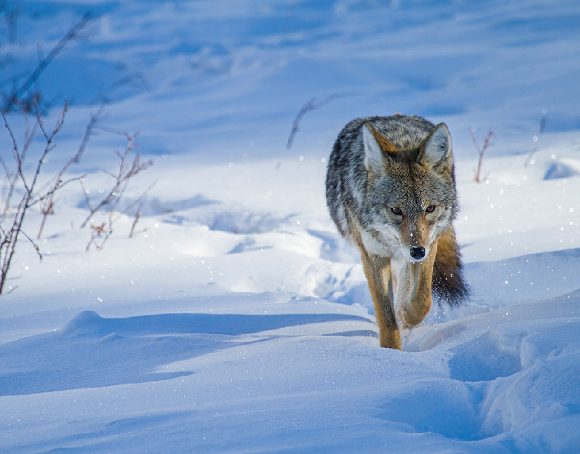 Coyote in the snow