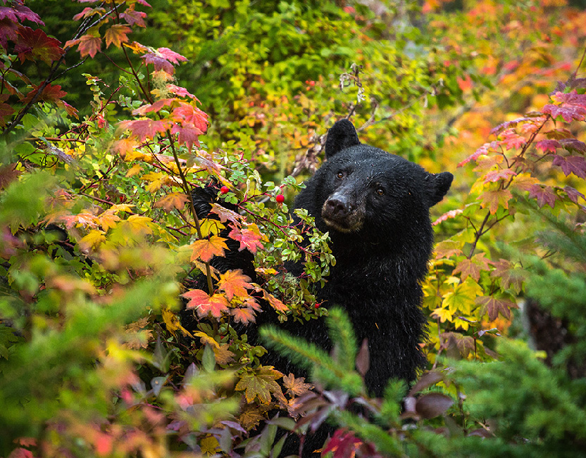 Black bear in the fall foliage
