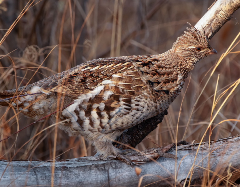 Quail in the brush