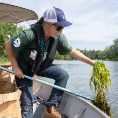 Removal of Invasive Species - Water Soldier